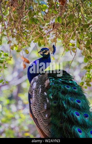 Peacock Profil im Sommer Stockfoto