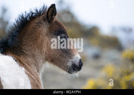 Wild Pinto pferde Fohlen in Spanien Stockfoto