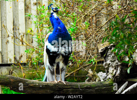 Indisch Blau Pied männlichen Pfau Pfau closeup in natürlicher Umgebung. Stockfoto