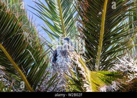 Baby Great Blue Heron Chics in einem Nest in einer Palme Stockfoto