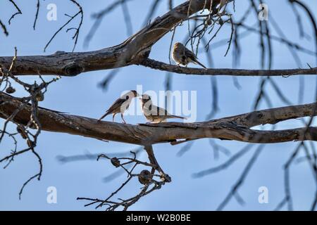 Mutter Vogel füttern Baby Vogel in einem Baum Stockfoto