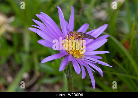 Tanz fliegen (Diptera: Empididae) ernähren sich von Nektar aus einem Alpinen Aster (Aster alpinus) Blüte Stockfoto