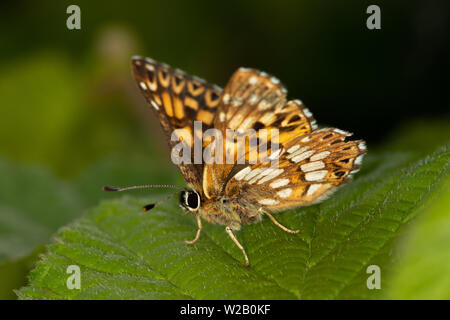 Herzog von Burgund (Hamearis lucina) - Europas einziges Mitglied der Riodinidae Familie Stockfoto