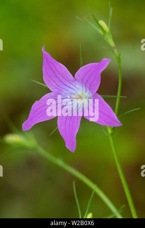 Verbreitung Glockenblume (Campanula patula) Blüte Stockfoto