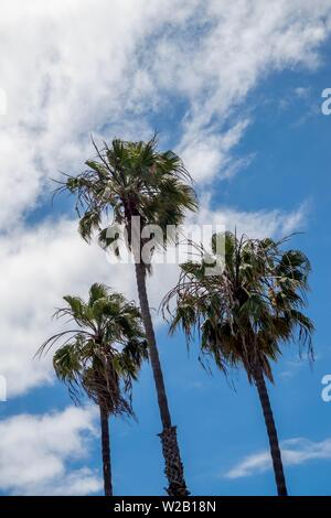 Palmen gegen den blauen Himmel Stockfoto