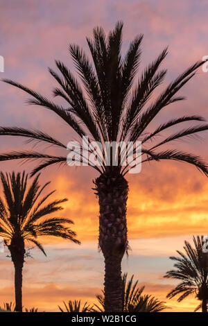 Silhouette von Palmen gegen Sonnenuntergang Himmel Stockfoto