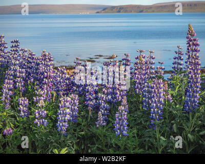 Lupinen wild wachsenden neben einem Fjord in der Nähe von drangsnes in den Westfjorden Islands Stockfoto