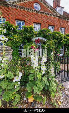 Hohe hübschen weißen Stockrosen blühen außerhalb einer Stadt in der Nähe der Kathedrale, Salisbury Kathedrale Stadt in Wiltshire, England, Großbritannien Stockfoto