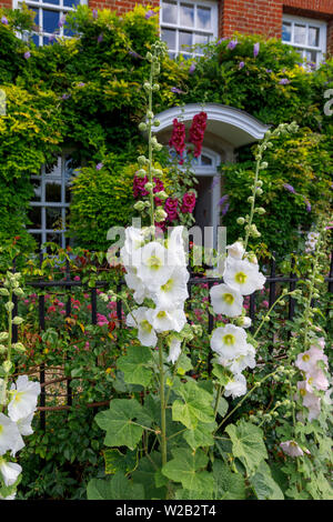 Hohe hübschen weißen Stockrosen blühen außerhalb einer Stadt in der Nähe der Kathedrale, Salisbury Kathedrale Stadt in Wiltshire, England, Großbritannien Stockfoto