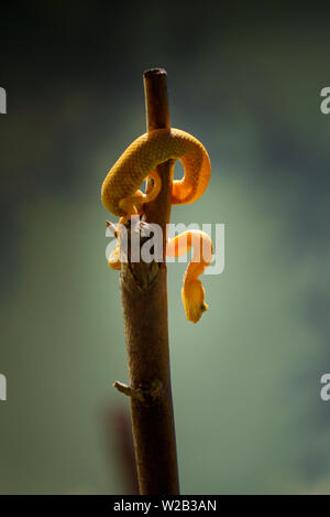 Anolis schlegelii, die Wimpern Viper, ist eine giftige Bambusotter Arten in Mittel- und Südamerika gefunden. Stockfoto