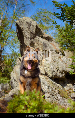Böhmische Hirte - Tschechische nationale Rasse. Die böhmischen Hirten ist eine Hunderasse auch Chodsky pes oder der Chodenhund bekannt. Stockfoto