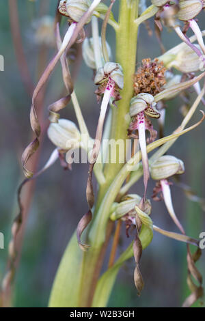 Lizard Orchid (Himantoglossum hircinum) Blüte Stockfoto