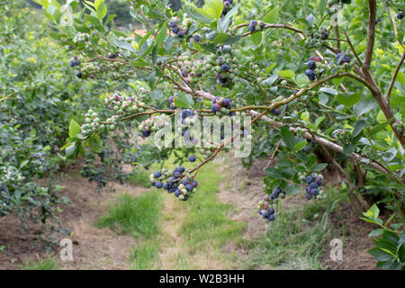 Größenmaß mit reifen Früchten auf dem berry Plantage. Vaccinium corymbosum. Stockfoto