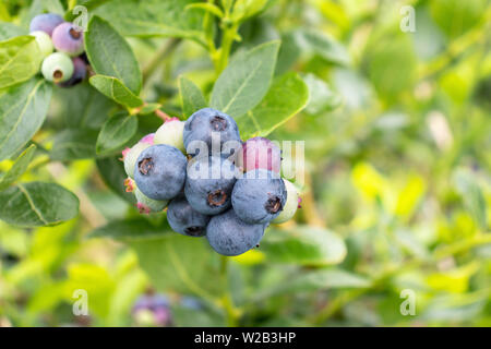 Heidelbeeren und Blätter Zweig auf der sonnigen Garten verschwommenen Hintergrund. Stockfoto