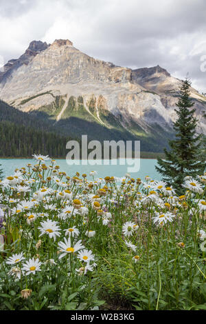 Chaotische Wachstum von weißen und gelben Gänseblümchen am Ufer des Emerald Lake mit wapta Berg verschwommen in der Ferne. Der Yoho National Park, BC Stockfoto