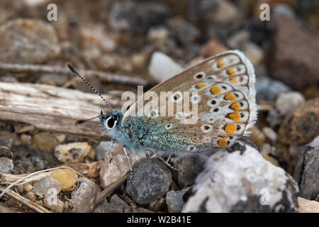 Underwing eines männlichen Gemeinsame Blauer Schmetterling (Polyommatus icarus) in Ruhe auf steinigem Boden Stockfoto