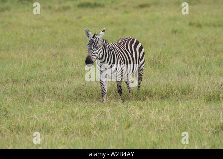 Zebra auf der Serengeti Plains Stockfoto