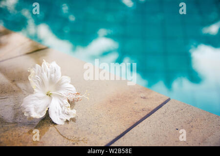 Eine schöne, weiße Blume am Rand von einem Pool mit Kontrastierende kühle und warme Farben. Stockfoto