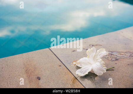 Eine schöne, weiße Blume am Rand von einem Pool mit Kontrastierende kühle und warme Farben. Stockfoto