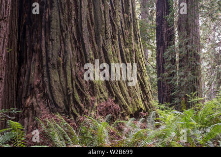 Redwood Baum und Wald landschaft. Del Norte Küste Redwoods State Park, Northern California, USA. Stockfoto