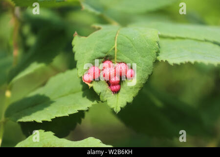 Rosa Wild Rose Galle auf grüne Blätter Stockfoto