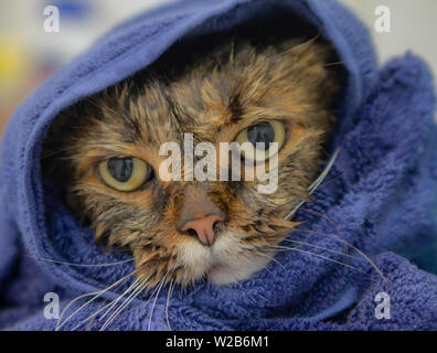 Wütend und traurig süße Katze, Wet auf einem Handtuch, nach gezwungen, ein Bad zu nehmen Stockfoto