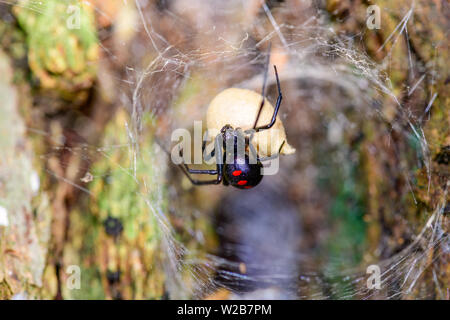 Südliche Schwarze Witwe (Latrodectus mactans) oder Schuh - Taste Spinne, ihr Ei sack Bewachung Stockfoto