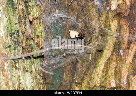 Südliche Schwarze Witwe (Latrodectus mactans) oder Schuh - Taste Spinne, ihr Ei sack Bewachung Stockfoto