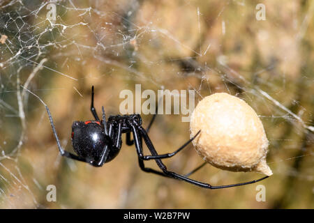 Südliche Schwarze Witwe (Latrodectus mactans) oder Schuh - Taste Spinne, ihr Ei sack Bewachung Stockfoto