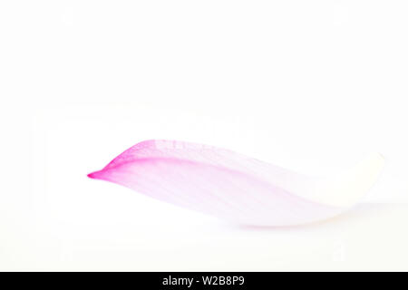 Lotusblüte isoliert auf weißem Hintergrund Stockfoto