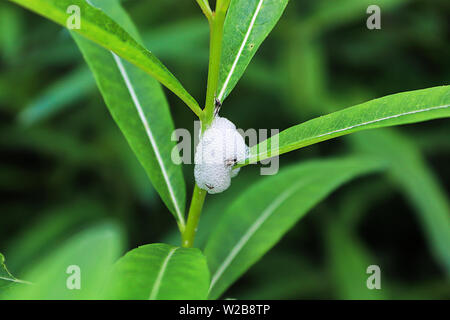 Schaum durch spittlebugs auf einer Anlage produziert Stockfoto