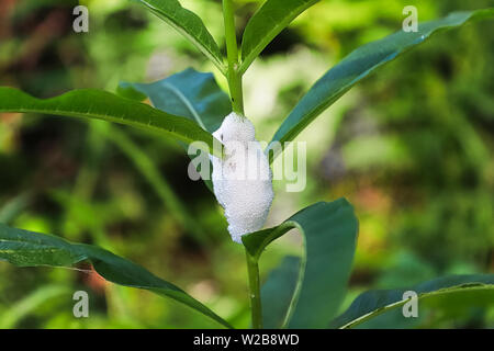 Schaum durch spittlebugs auf einer Anlage produziert Stockfoto