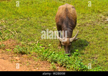 Wasserbüffel essen Gras in einem Feld Stockfoto