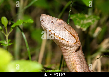 Östlichen Copperhead (Agkistrodon contortrix) close-up Stockfoto