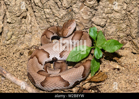 Östlichen Copperhead (Agkistrodon contortrix) close-up Stockfoto