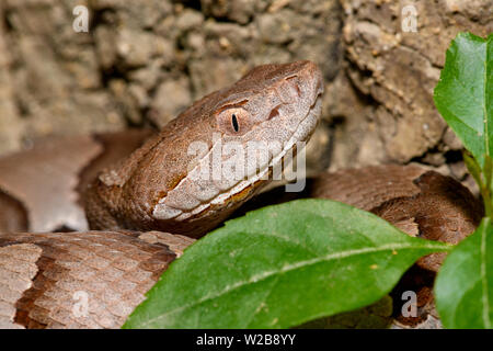 Östlichen Copperhead (Agkistrodon contortrix) close-up Stockfoto