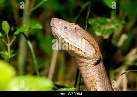 Östlichen Copperhead (Agkistrodon contortrix) close-up Stockfoto