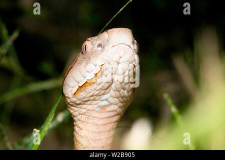 Östlichen Copperhead (Agkistrodon contortrix) close-up Stockfoto