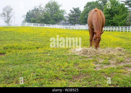 Lexington Kentucky Bluegrass Country. Thoroughbredpferd Schürfwunden in einem pastoralen Weide durch gelbe Wildblumen umgeben. Stockfoto