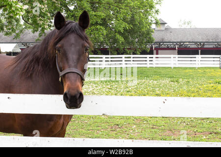 Lexington, Kentucky. USA. Juni 1, 2015. Gewinner des Kentucky Derby 1994, gehen Sie für Gin seinen Ruhestand an der Kentucky Horse Park genießen. Stockfoto