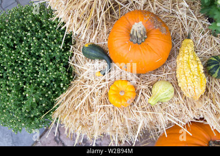 Herbst Ernte Hintergrund. Kürbisse und Squash auf einem Heuballen mit Chrysanthemen Pflanze Stockfoto