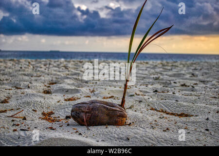 Dieses einzigartige Foto zeigt, die den Strand und Kokospalmen an einem schönen Sonnenuntergang auf den Malediven Stockfoto