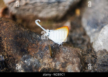 Lange Butterfly/Seltsame Insekten mit weißen Schmetterling Orange Wings angebundene und Schwanz auf den Fels in der Natur Wald Stockfoto