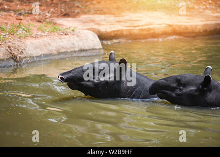 Tapir schwimmen auf dem Wasser im Wildlife Sanctuary/Tapirus terrestris oder Malaiische Tapirus Indicus Stockfoto