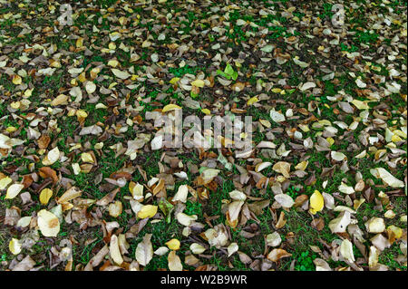 Gute Wurm Essen, tote Blätter im Herbst auf dem Gras liegen Stockfoto