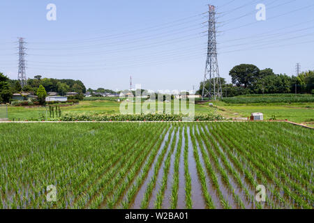 Strommasten über überfluteten Reisfeldern (Reisfelder) im ländlichen Kanagawa, Japan. Stockfoto