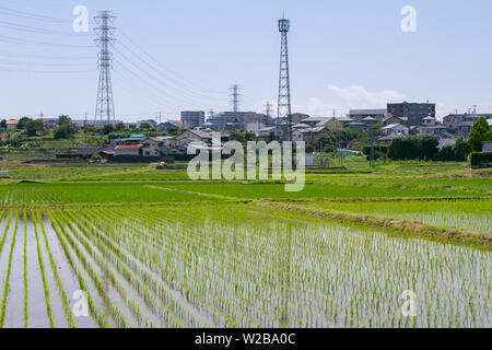 Strommasten über überfluteten Reisfeldern (Reisfelder) im ländlichen Kanagawa, Japan. Stockfoto