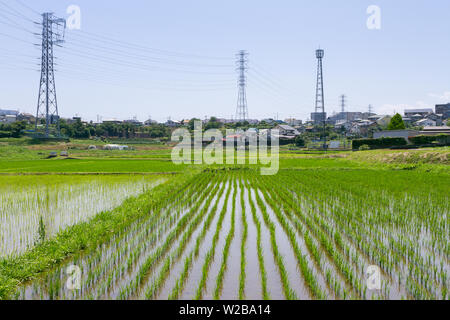 Strommasten über überfluteten Reisfeldern (Reisfelder) im ländlichen Kanagawa, Japan. Stockfoto