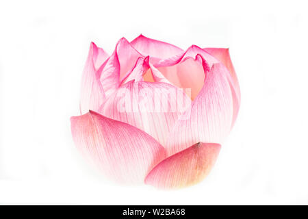 Lotus Blumen auf weißem Hintergrund Stockfoto