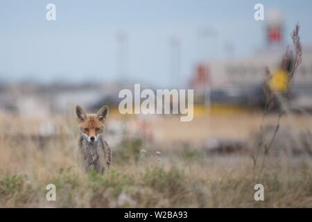 Dresden, Deutschland. 04. Juli, 2019. Ein Fuchs steht neben der Landebahn am Flughafen Dresden International. Der Konkurs von Fluggesellschaften wie Germania vor allem Betroffenen kleinere Flughäfen. Credit: Sebastian Kahnert/dpa/Alamy leben Nachrichten Stockfoto